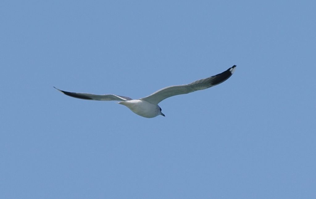 Gavina (Larus canus)